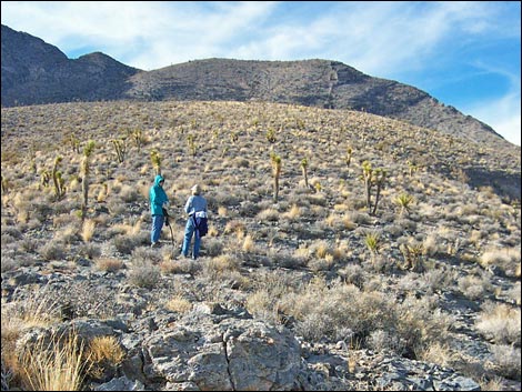 Yucca Peak Fossils