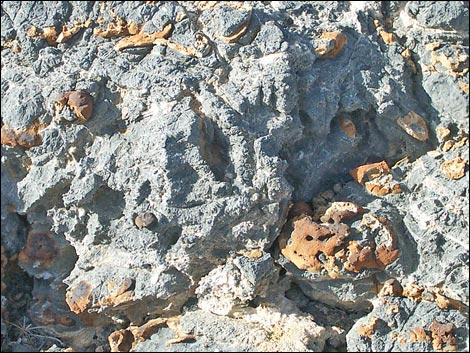 yucca peak fossils