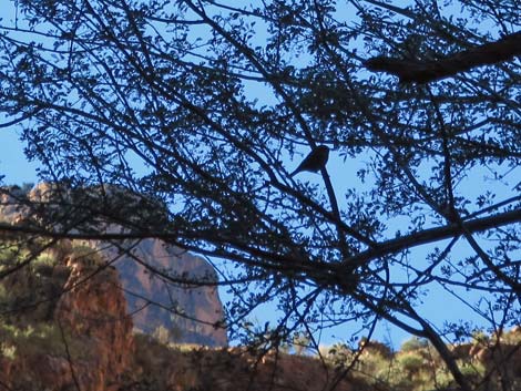 Bright Angel Trail