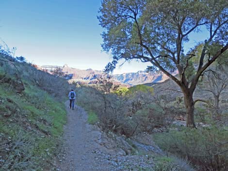 Plateau Point Trail