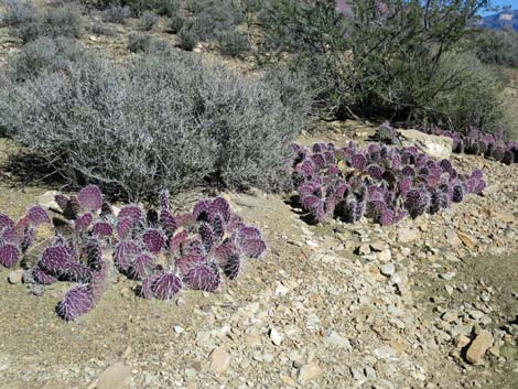 Plateau Point Trail