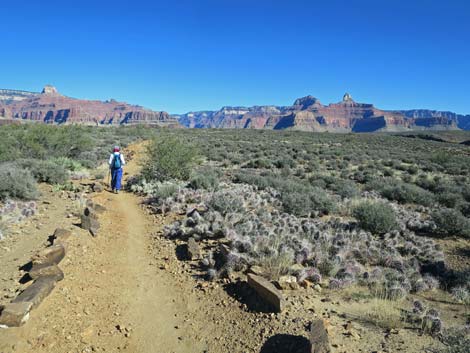 Plateau Point Trail