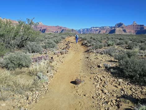 Plateau Point Trail