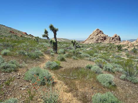 Amber Cat Canyon