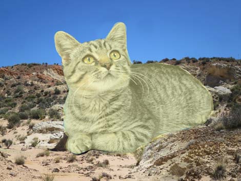 Amber Cat Canyon