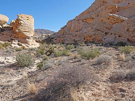 Doodlebug Arch