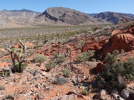 Doodlebug Arch Loop