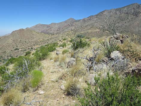 Billy Goat Peak