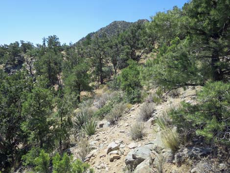 Billy Goat Peak