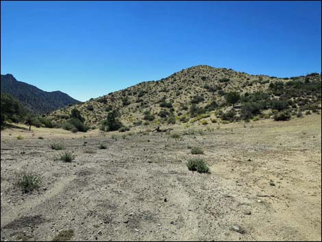 Whitney Pass Road Campsites