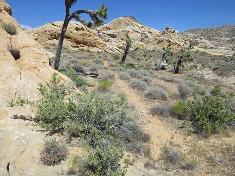 Doodlebug Arch