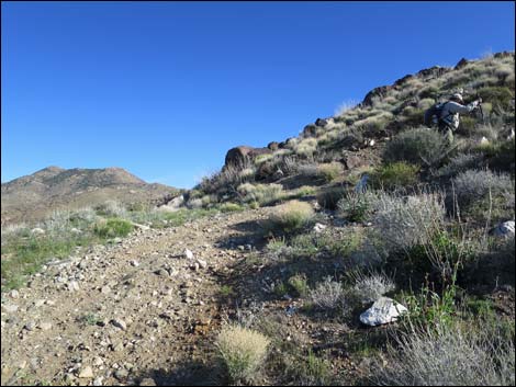 Gold Butte Peak