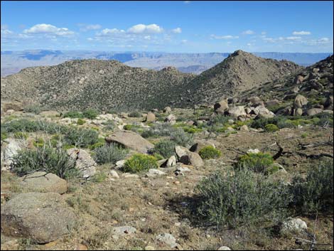 jumbo peak