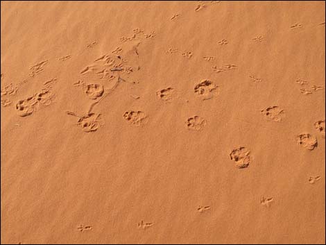 Mud Wash Dunes