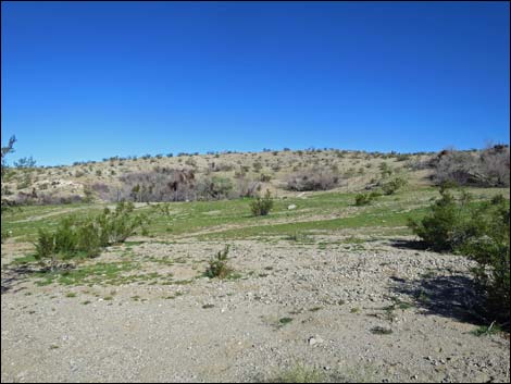 Agua Chiquita Spring