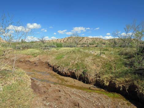 Red Bluff Spring