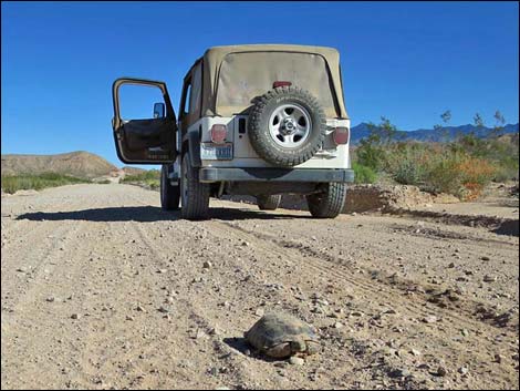 Gold Butte Road