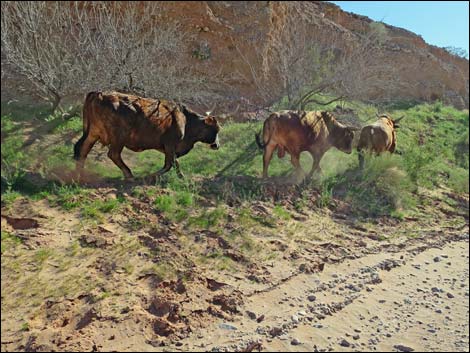 Mud Wash Road West