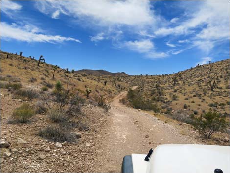 Red Bluff Spring Road