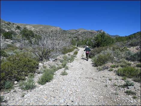 Virgin Peak Road