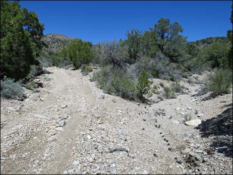 Virgin Peak Road