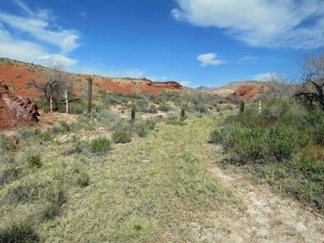 Red Rock Springs