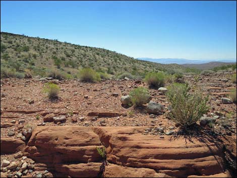 Whitney Pocket Overlook Trail