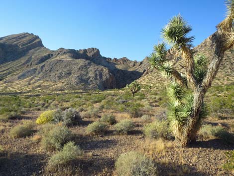 Whitney Wash