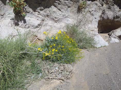 Boy Scout Canyon