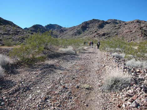 Cholla Forest