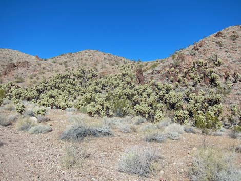 Cholla Forest