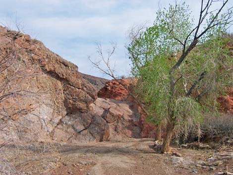 Cottonwood Spring