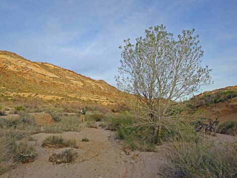 Grapevine Canyon