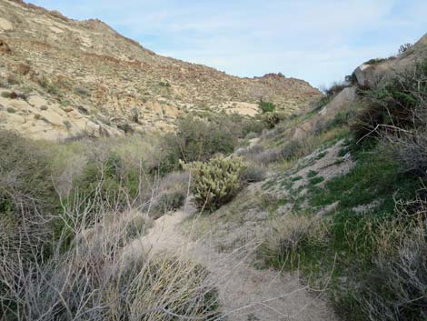 Grapevine Canyon