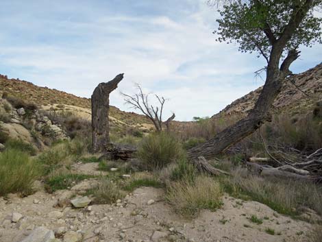 Grapevine Canyon