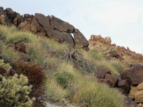 Grapevine Canyon