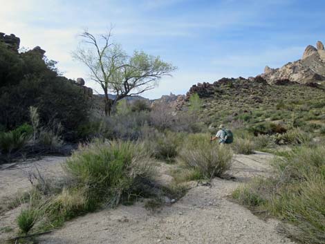 Grapevine Canyon