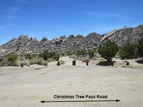 Christmas Tree Pass Road