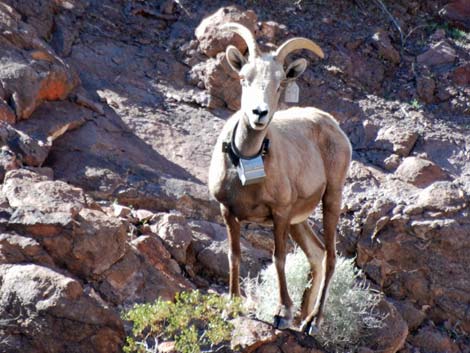 Desert Bighorn Sheep (Ovis canadensis)