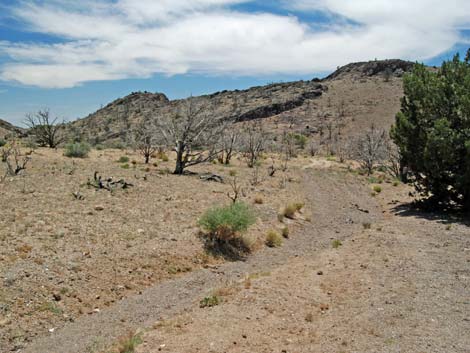 Barber Loop Trail