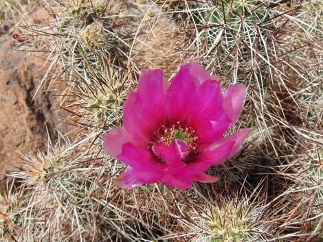 Cactus Garden Loop Trail