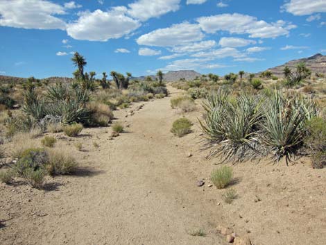 Cactus Garden Loop Trail