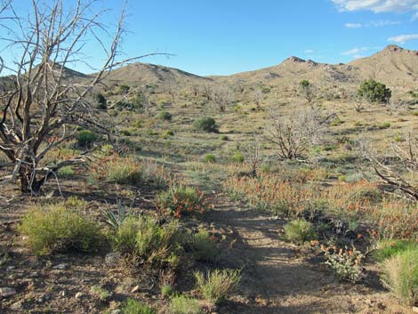 Hole-in-the-Wall to Mid Hills Trail