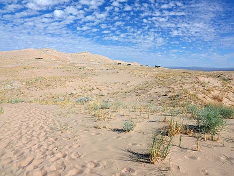 Kelso Dunes