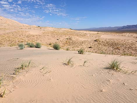 Kelso Dunes