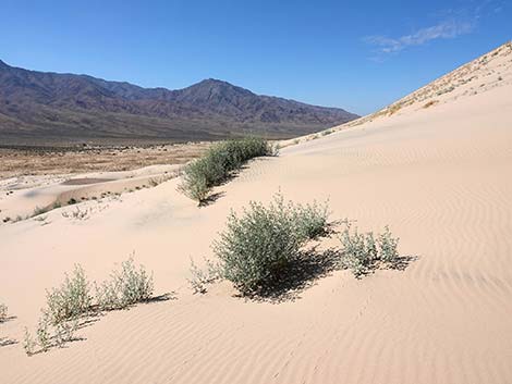 Kelso Dunes