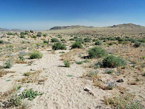 Mid Hills Loop Trail