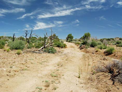 Mid Hills Loop Trail