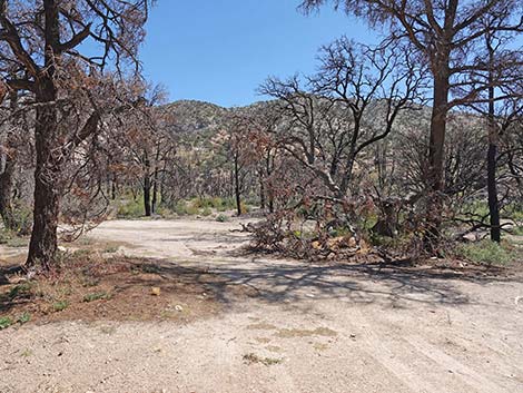 Caruthers Canyon Road