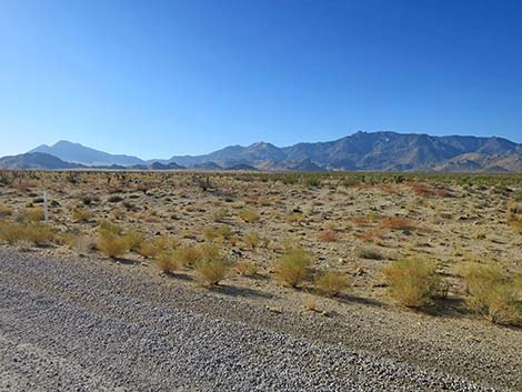 Ivanpah Road